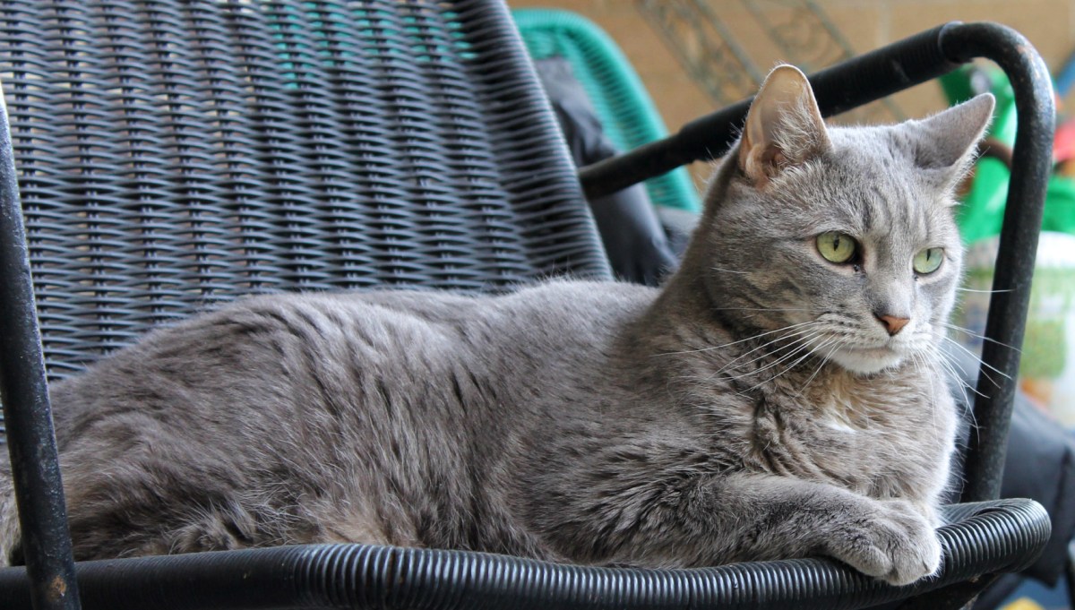 Dear Buddy: Why Should Us Cats Stay&nbsp;Indoors?
