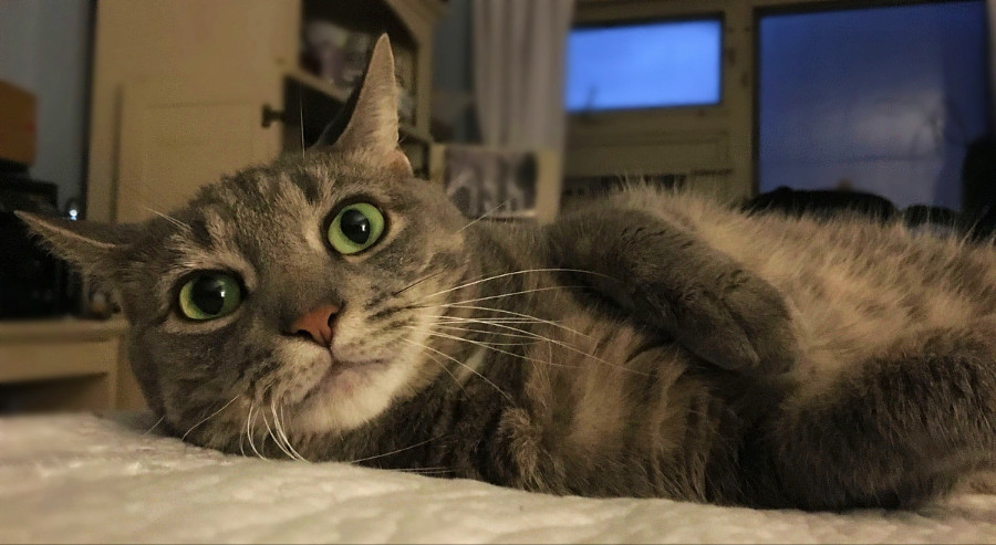 Happy 11th Birthday,&nbsp;Bud!