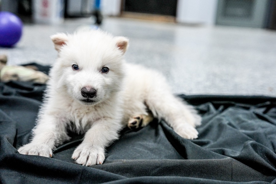 After 10,000 Years, Dire Wolves Walk The Earth&nbsp;Again