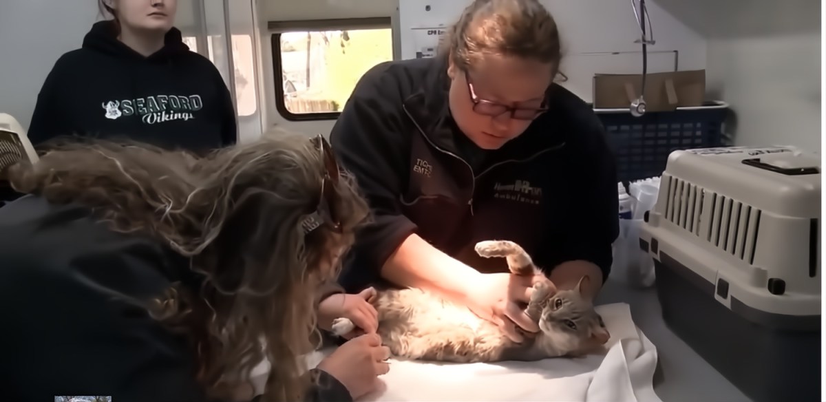 Investigators Rule Sanctuary Fire ‘Not Suspicious’ As Vets And Volunteers Treat 200 Surviving&nbsp;Cats