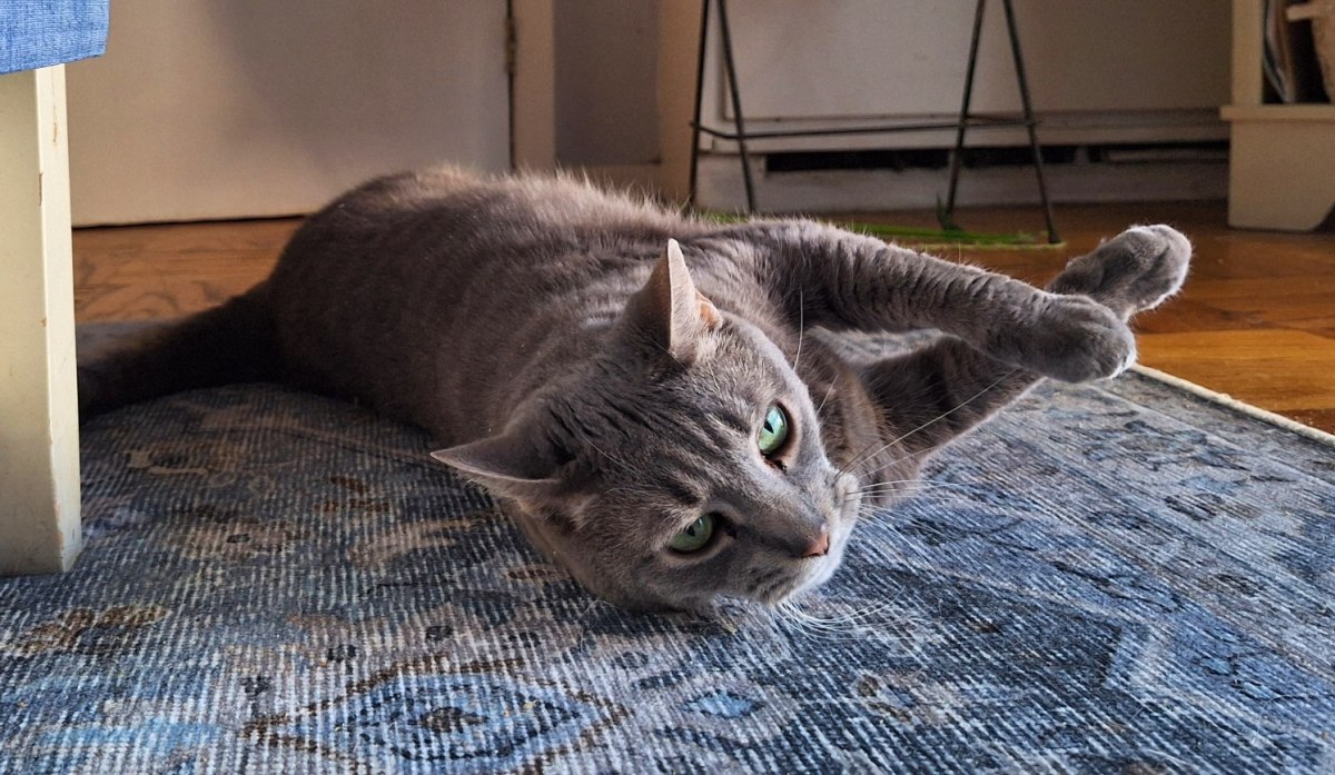 Masterful Technique, Superb Skill: Buddy Demonstrates How Cats&nbsp;Hunt