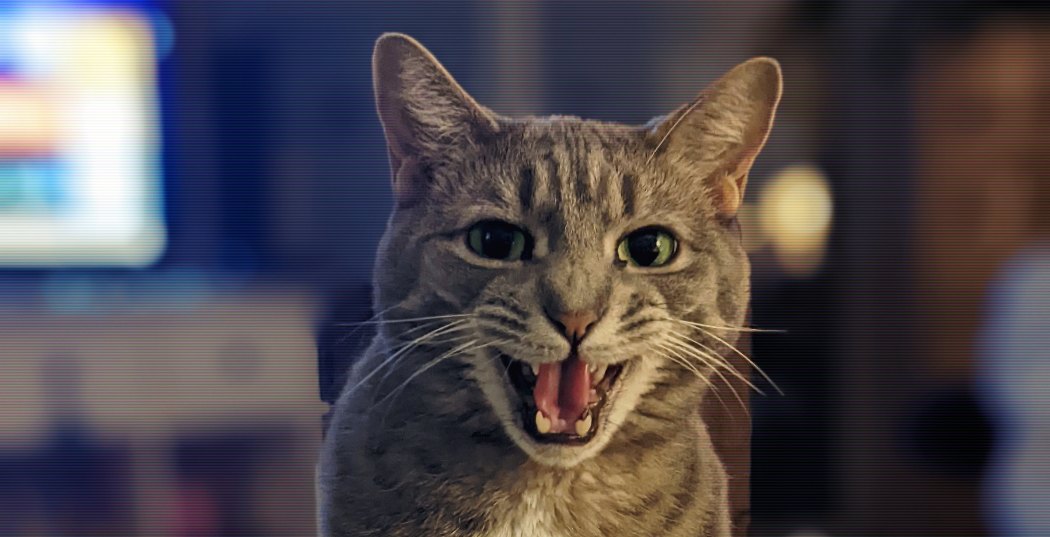 Another Tech Company Wants To Translate Meows And Barks Using AI: Can It&nbsp;Work?