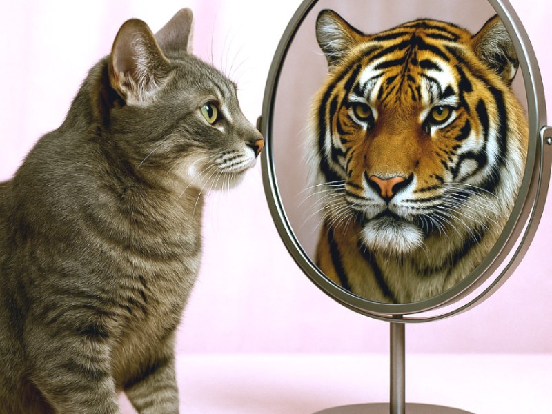 Home Inspector Freaked Out By Large Maine Coon&nbsp;[VIDEO]