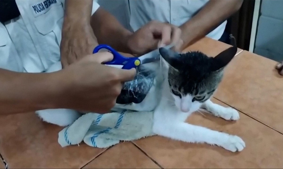 Los Gatos Seek More Discreet Couriers After Cat Caught Carrying Crack Into Costa Rican&nbsp;Prison