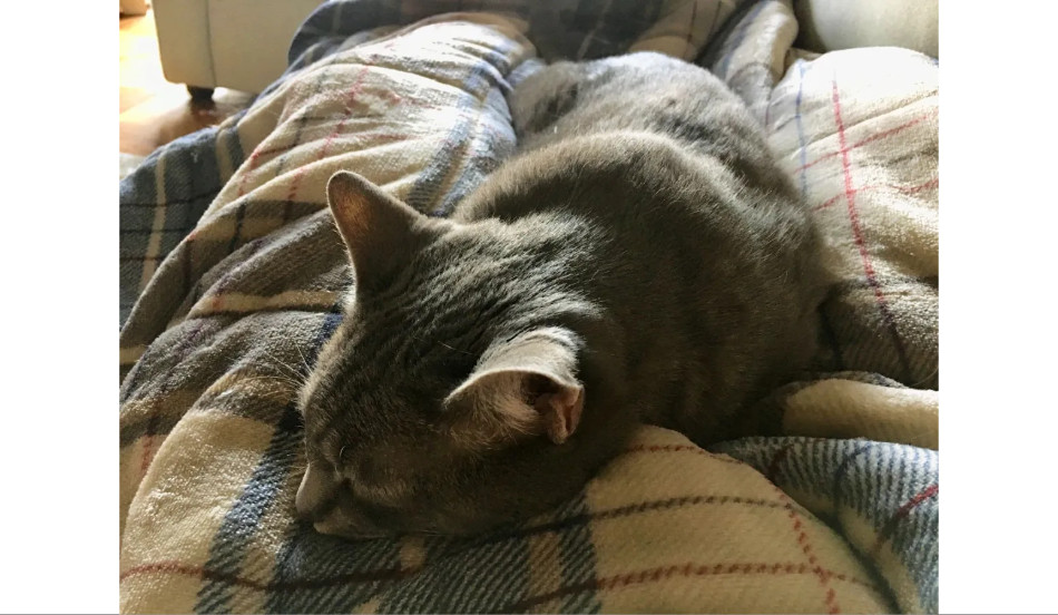 Point/Counterpoint: ‘You Don’t Tell Me When To Sleep, Human!’ vs ‘A Consistent Bedtime Is Important!’