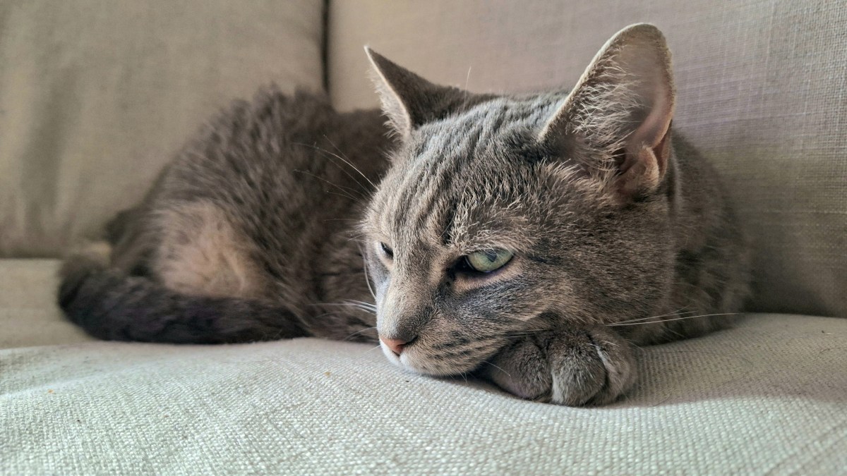 Buddy: “I Don’t Like The Weather, Human. Fix&nbsp;It!”