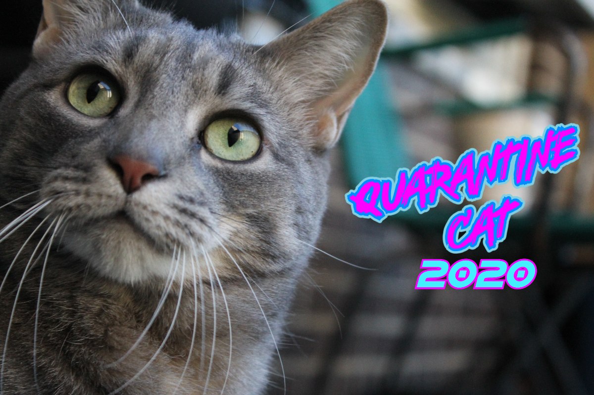 Wordless Wednesday: Quarantine&nbsp;Cat!