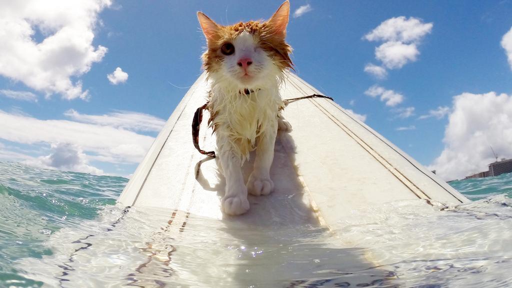 A Surfing Cat? Toby Likes The Water And The&nbsp;Waves!