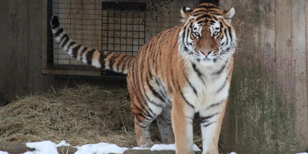 “She’s Like,’Where Are The Snacks?'”: Smithsonian Big Cat Keeper On Working With Tigers And&nbsp;Lions