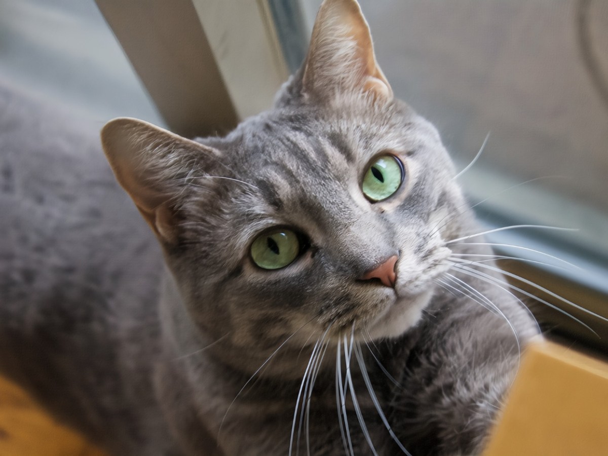 My Cat Makes Me&nbsp;Laugh