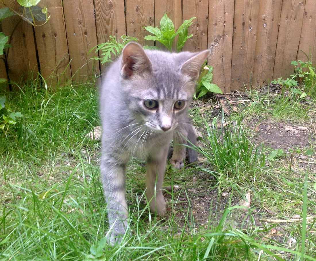 Lost Photos Of Kitten&nbsp;Bud!