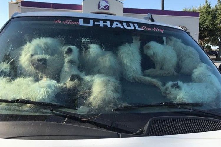 Breeder Arrested After 134 Cats,  28 Of Them Already Dead, Found In A Van In 99-Degree&nbsp;Weather