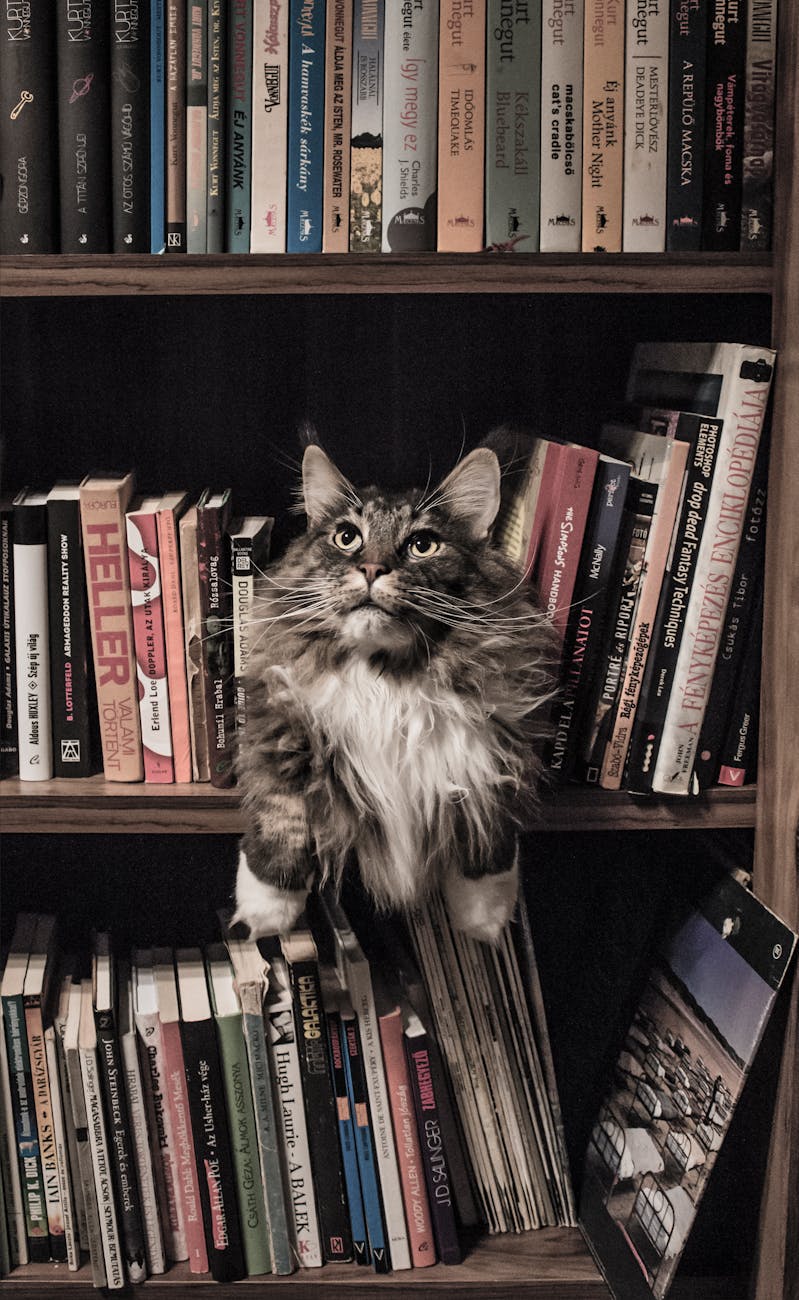 ‘More Purring, More Buying’: Bookstores Give Readers A Reason To Drop&nbsp;In
