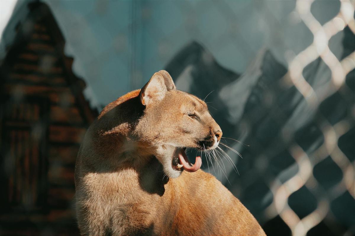 Did A School Really Go Into Lockdown After A Teacher Confused A Chonky Cat For A Mountain&nbsp;Lion?