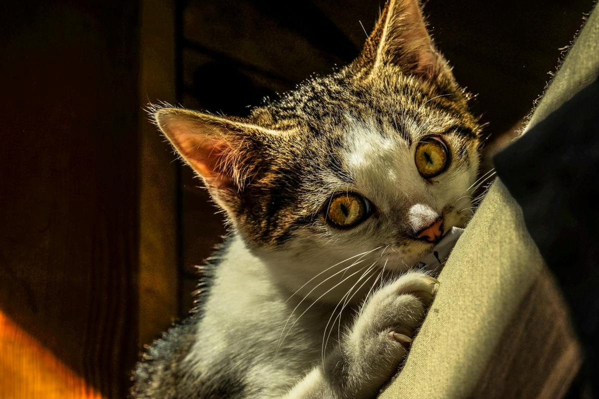 Declawing Banned: Rhode Island Becomes 5th State To End Cruel&nbsp;Procedure