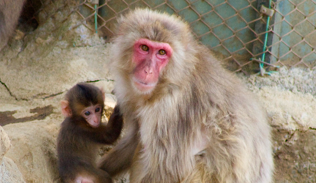Wordy Wednesday: Visiting Japan’s Snow&nbsp;Monkeys