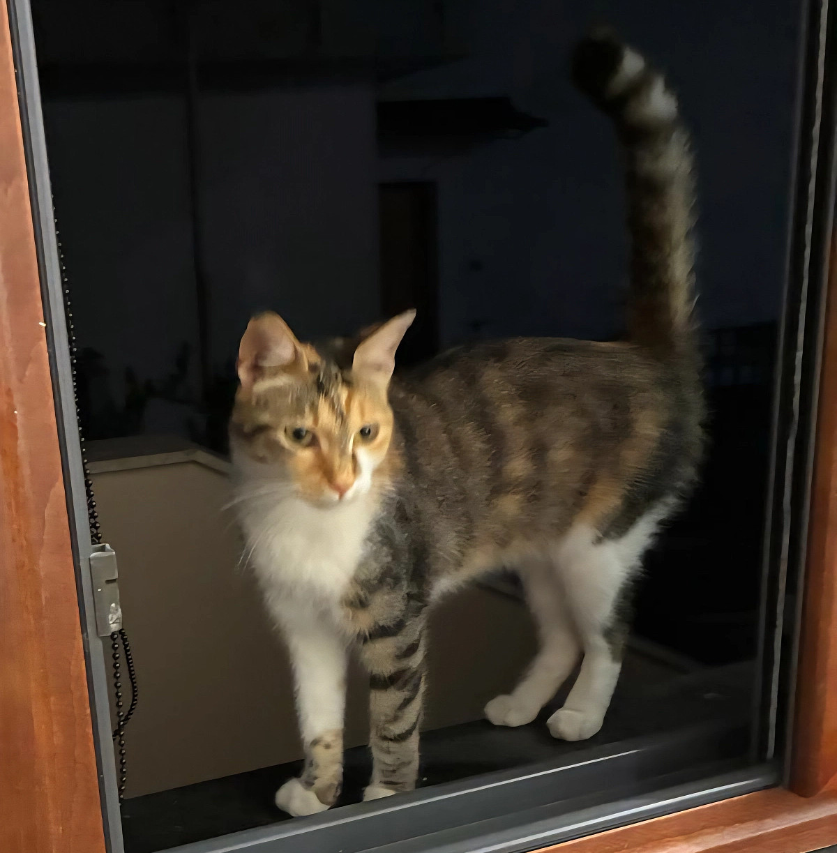 Muahahaha! The Cat Distribution System Has Bestowed A Kitty On My Brother’s&nbsp;Family