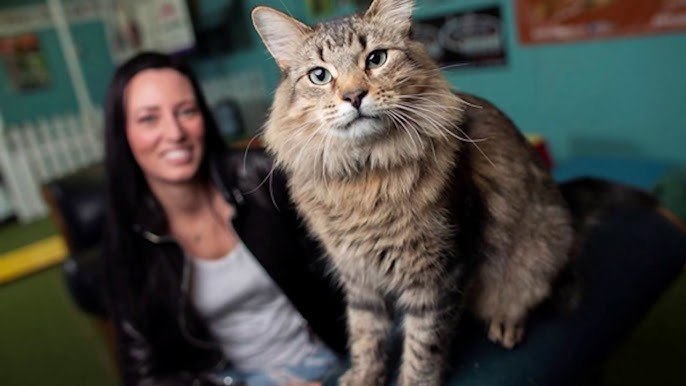 New Crime-Comedy ‘Caught Stealing’ Stars A NY Cat Named&nbsp;Bud