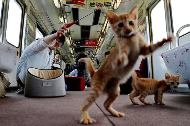 Woman Fined $130 After Her Cat Meowed ‘Too Loudly’ On Train To&nbsp;Paris