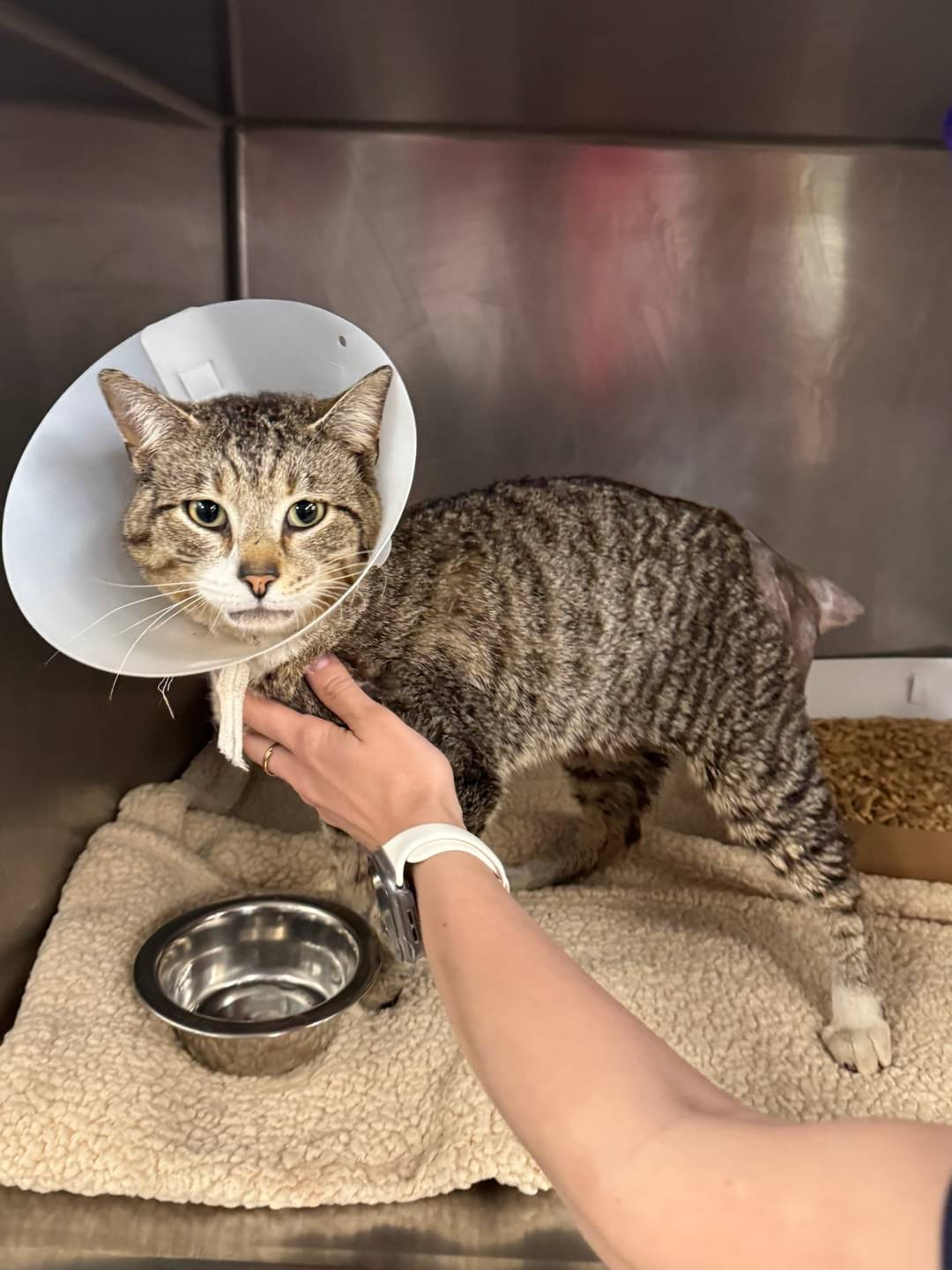 Brave Kitty Ready For Forever Home After Recovering From Being Set On Fire, Plus: Ohio Looks To Ban&nbsp;Declawing