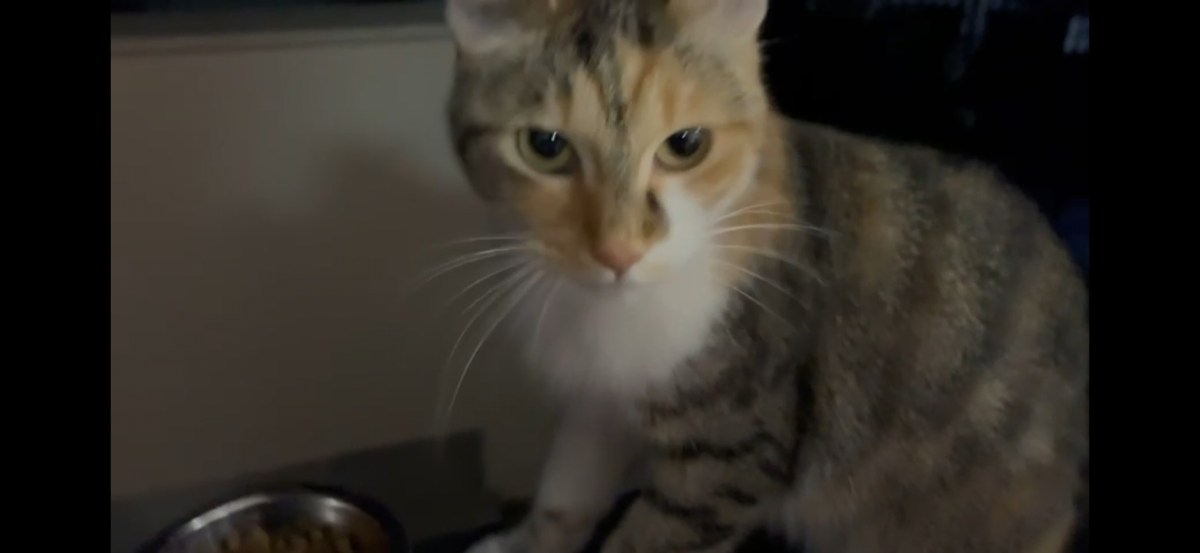 The Cat Distribution System Giveth Kitties, Plus: President Buddy’s Face Graces New Cat&nbsp;Dollars!