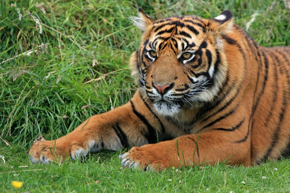 Tiger Kills ‘Joe Exotic’ Associate At Roadside&nbsp;Zoo