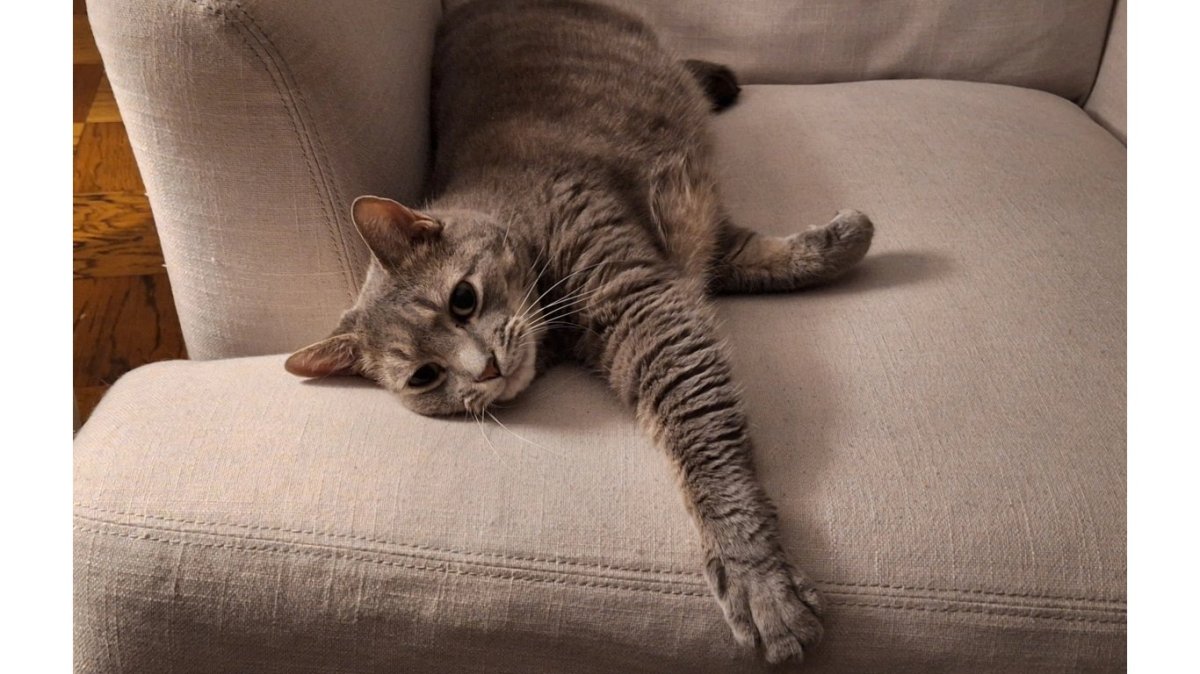 Buddy The Cat Dismounts Couch In Laziest Way Imaginable, Sources&nbsp;Say