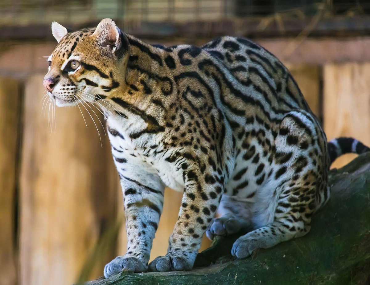 Amazing Cats: Ocelots Love Trees, Water And Calvin Klein’s Obsession For&nbsp;Men
