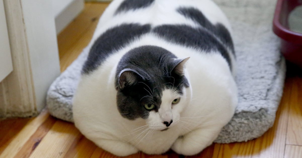 Morbidly Obese Cat Completely Transformed After Shedding Half His&nbsp;Weight
