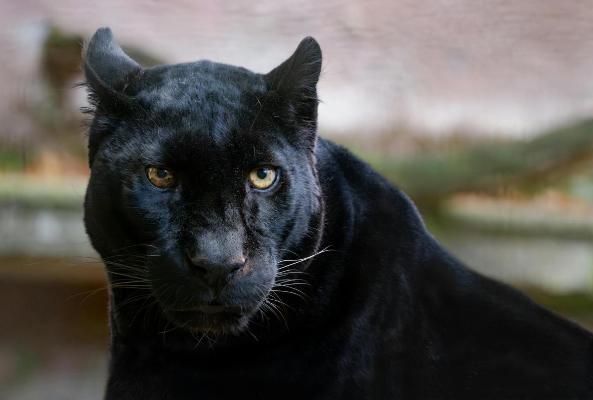 Facebook Is Flooded With Hoax Posts About A Supposed Black Mountain&nbsp;Lion