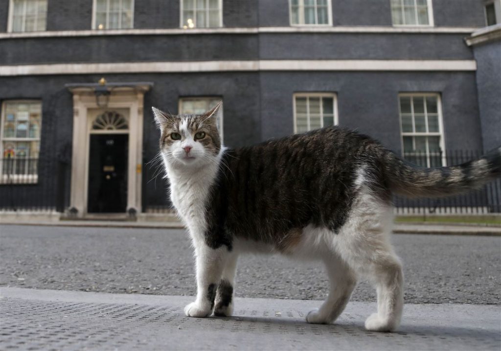 Powerful Politicians Come And Go, Scandals Erupt And Fade, And Larry The Cat&nbsp;Remains