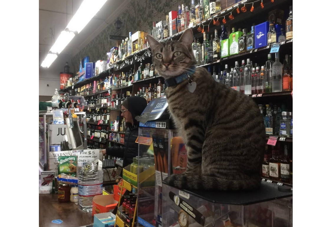 Actress Shares Why She’s A ‘Crazy Cat Lady,’ PLUS: Waymo Denies Responsibility For SF Cat’s&nbsp;Death