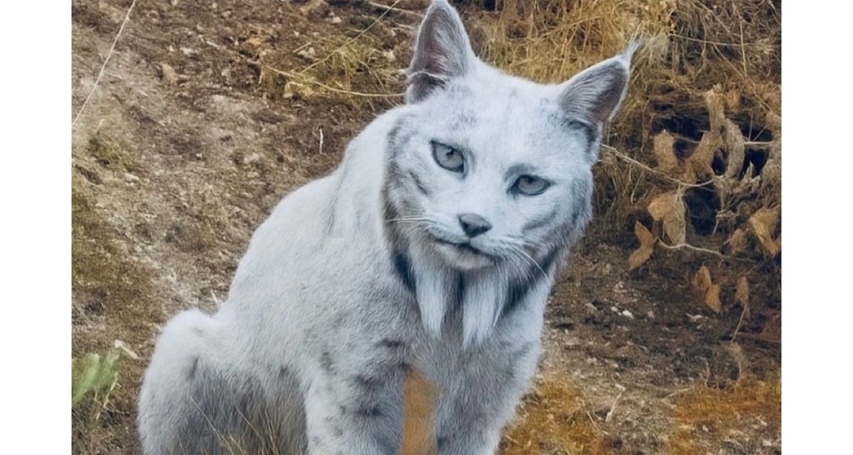 ‘White Ghost’: Amateur Photog Gets First-Ever Shots Of White Iberian&nbsp;Lynx