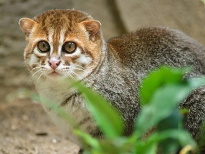 Camera Traps Spot Wildcat That Hadn’t Been Seen In 30&nbsp;Years