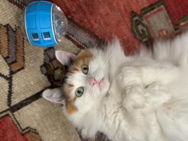 ‘Keeping Us Awake At Night’: As Reward Increases, Charleston Family Hasn’t Given Up On Stolen&nbsp;Cat