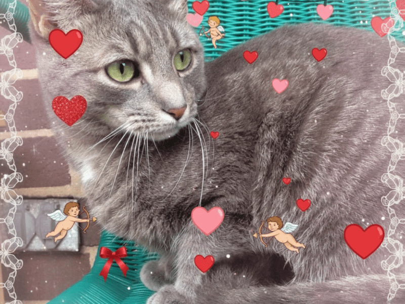 Leave Valentine’s Day Gifts For Buddy By The Front Door,&nbsp;Thanks!