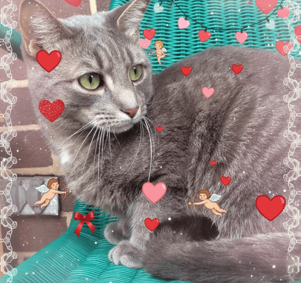 Leave Valentine’s Day Gifts For Buddy By The Front Door,&nbsp;Thanks!