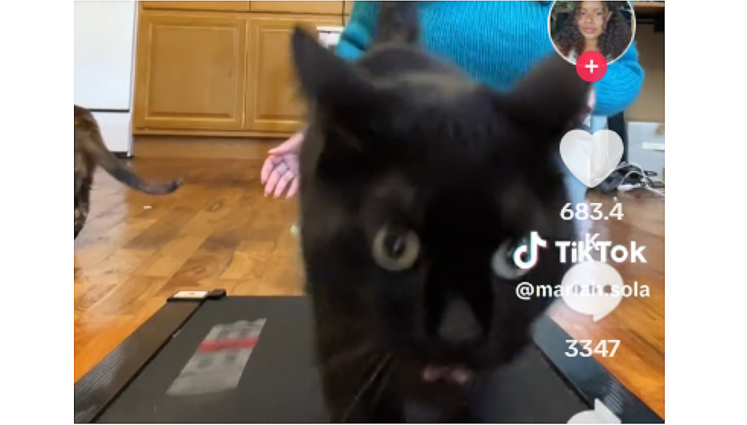 Look At Him Go! Cat Enthusiastically Takes To Treadmill