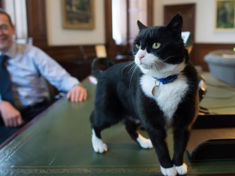 Palmerston, UK Feline Diplomat And Rival To Larry The Cat, Dies In&nbsp;Bermuda