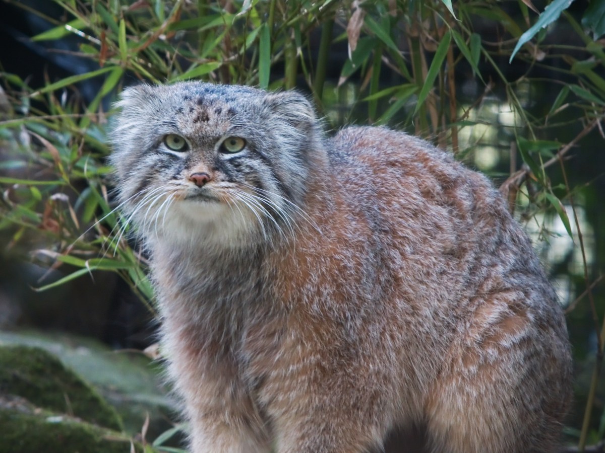 Amazing Cats: Pallas Cats Are The Grumpy Little Hobbits Of The Feline&nbsp;World