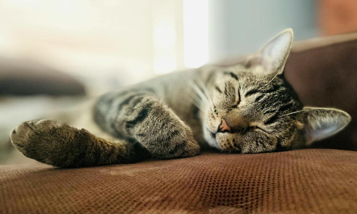 Expert Napper Is Cat Sanctuary’s Best&nbsp;Volunteer