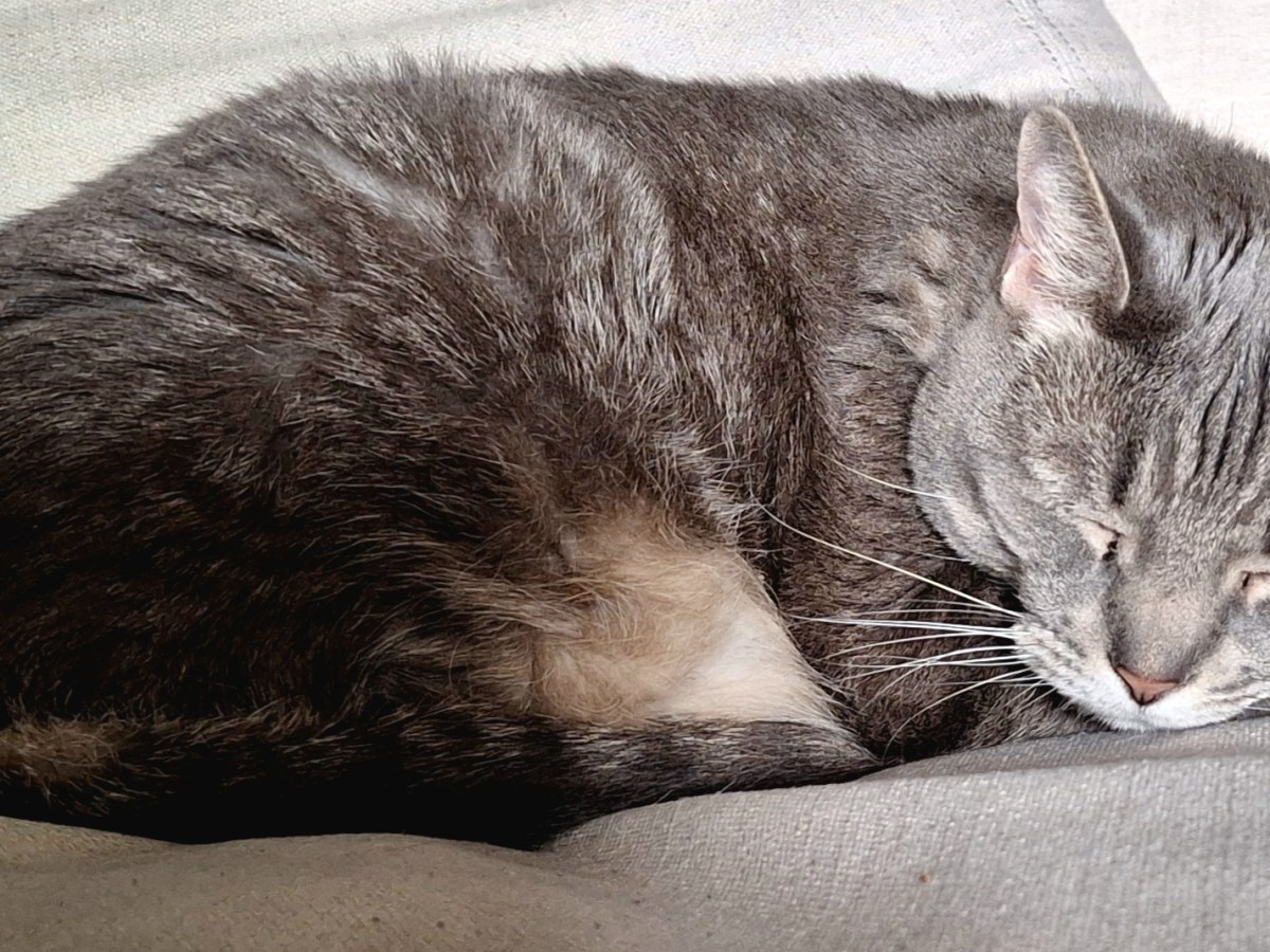 Buddy’s Sunday Afternoon&nbsp;Nap