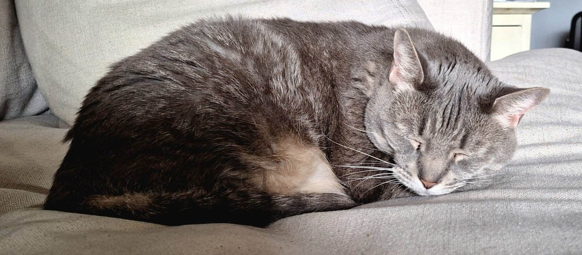 Buddy’s Sunday Afternoon&nbsp;Nap