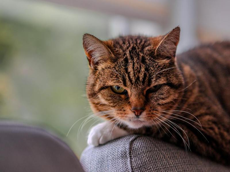 Study: Dogs And Toddlers Help Caregivers Find Missing Items While Cats Don’t Lift A&nbsp;Paw