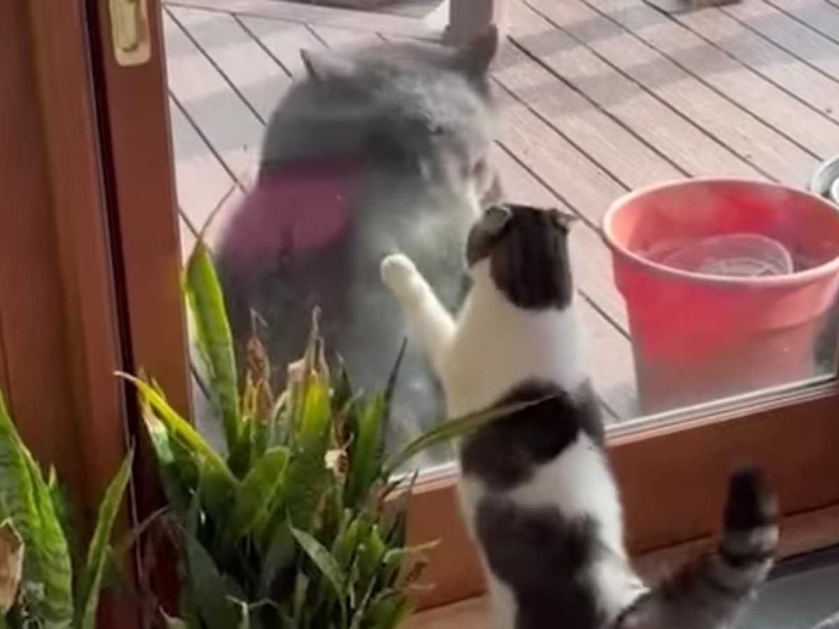 Video: House Cat Scares Off Bears Like It’s&nbsp;Nothin’!