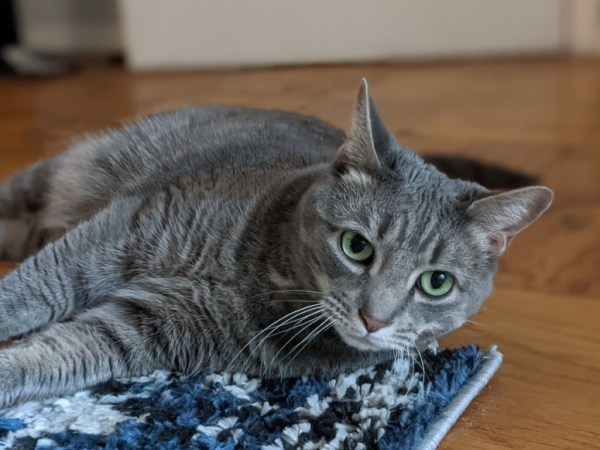 CatRank Is A Battle Of Feline Good&nbsp;Looks