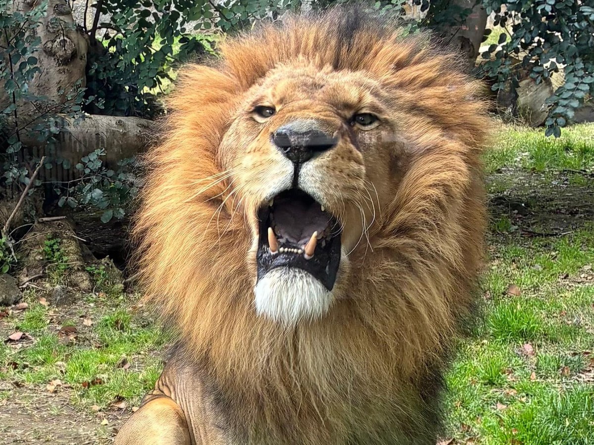 Wordless Wednesday: Lion&nbsp;Around