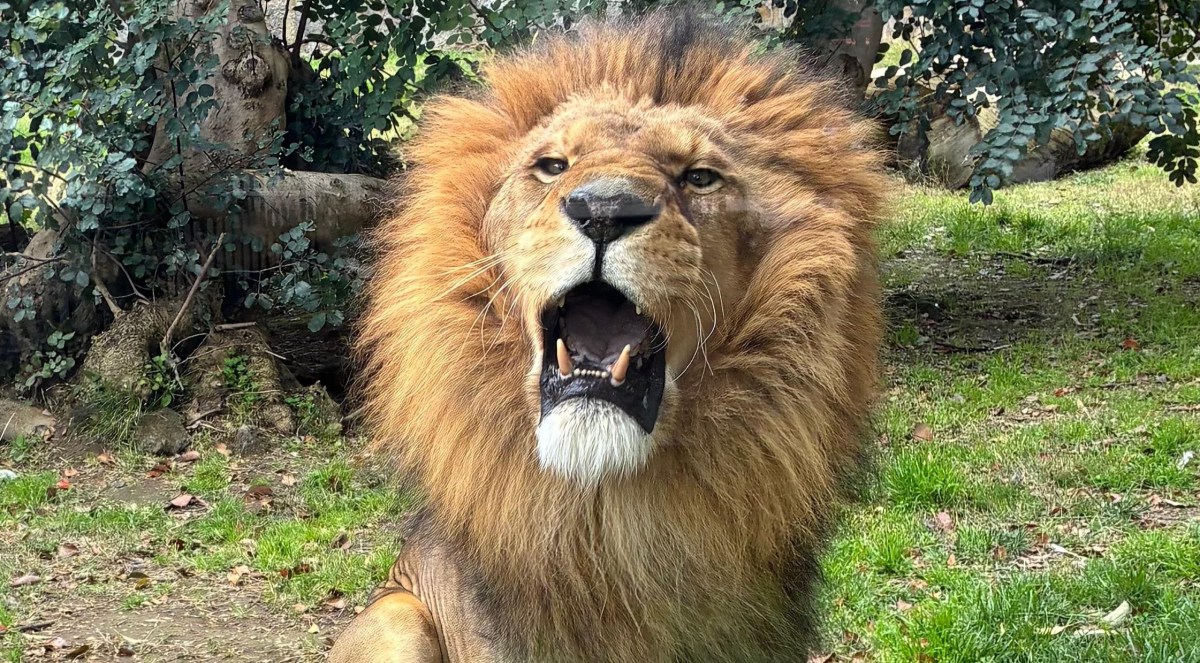 Wordless Wednesday: Lion&nbsp;Around