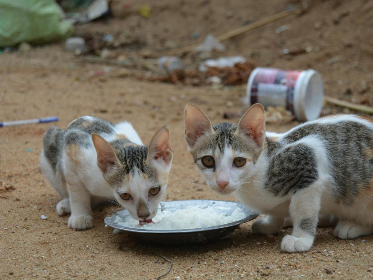 Colony Feeders Assaulted In The Latest Example Of Australia’s Freak-Out Over&nbsp;Cats