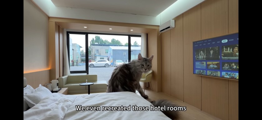 A cat sitting on a bed in a modern hotel room with wooden walls and a large window showing the outside view.
